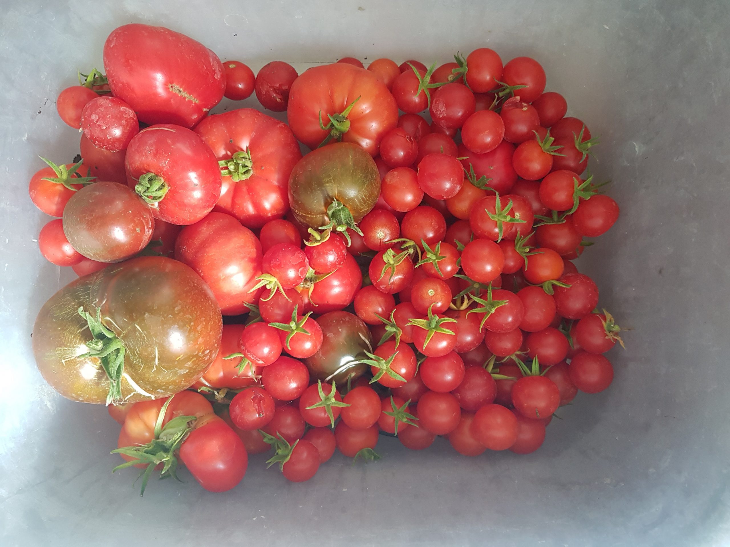 Tomate : culture, entretien et récolte