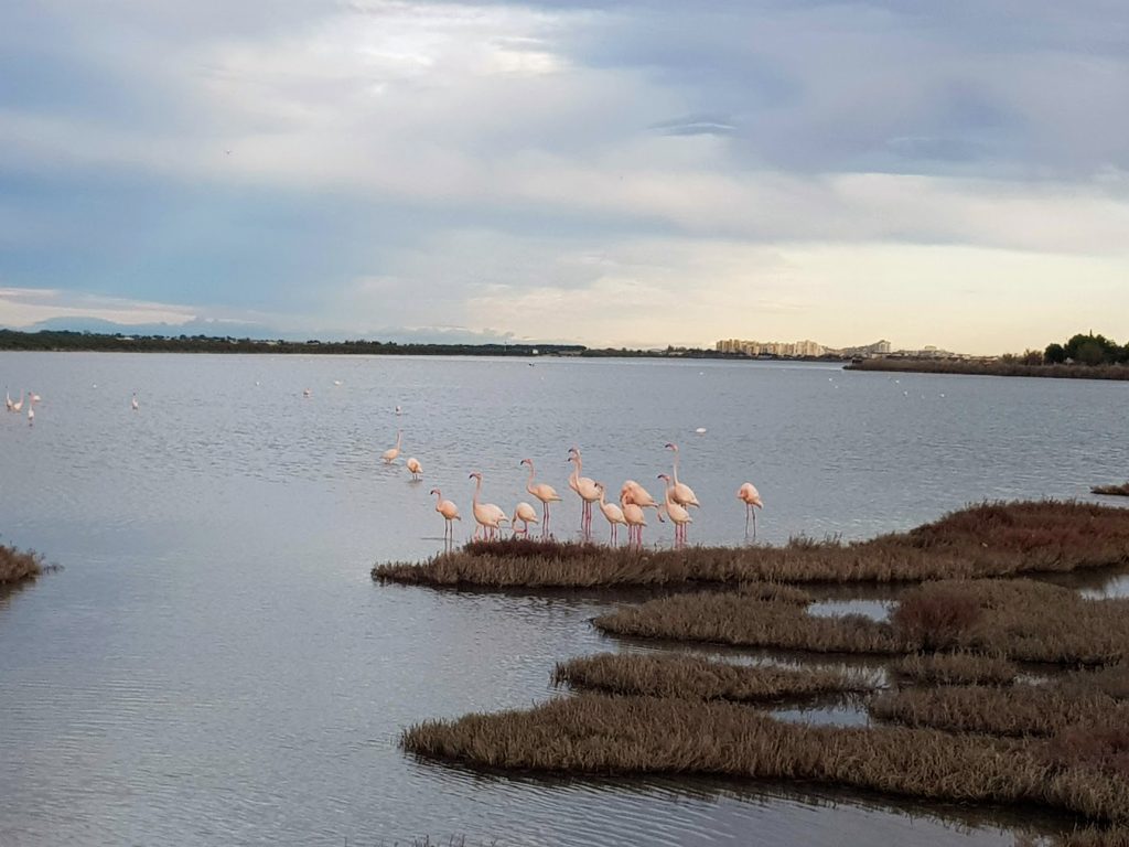 Flamants roses aux étangs de Palavas-les-Flots
