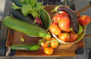 Légumes du potager