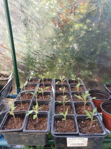 Jeunes plants de tomates en serre
