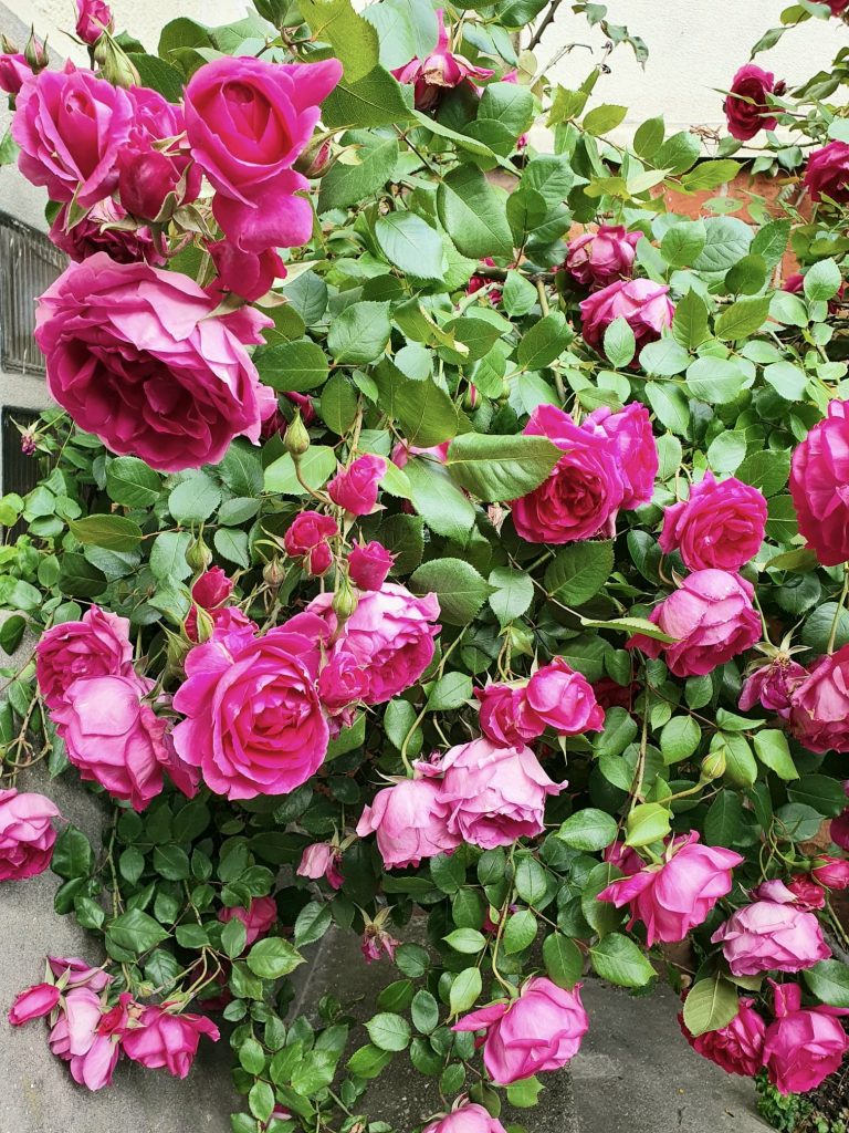 Mon beau rosier en fleurs
