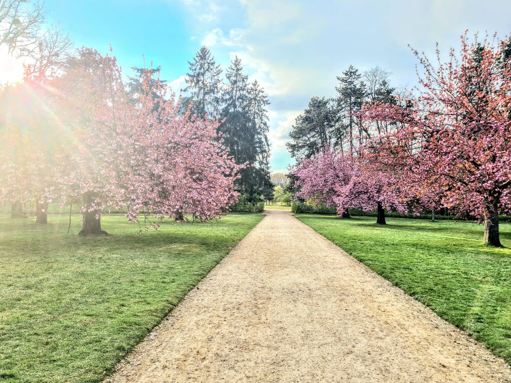 Les cerisiers en fleurs du parc de Sceaux