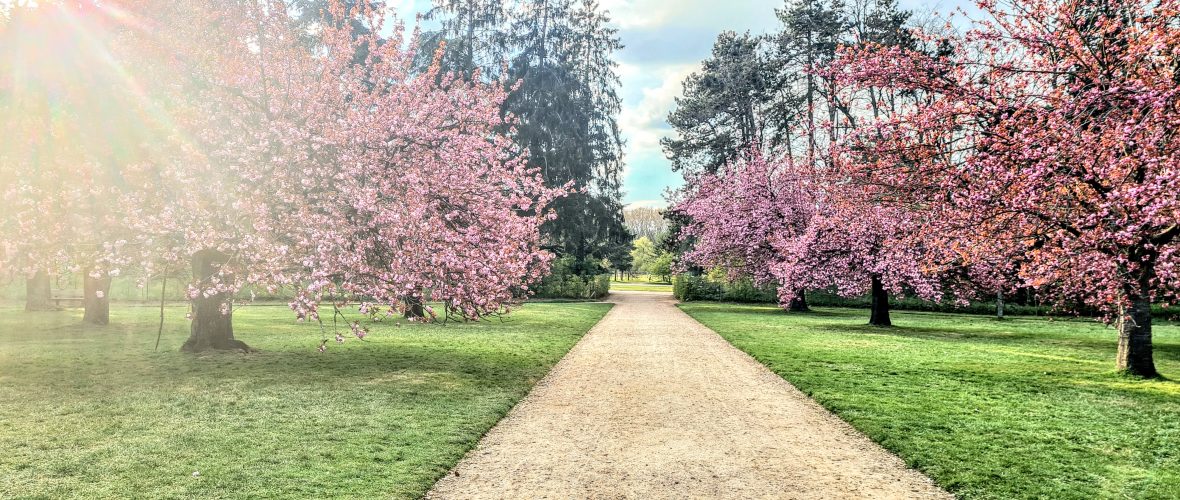 Les cerisiers en fleurs du parc de Sceaux