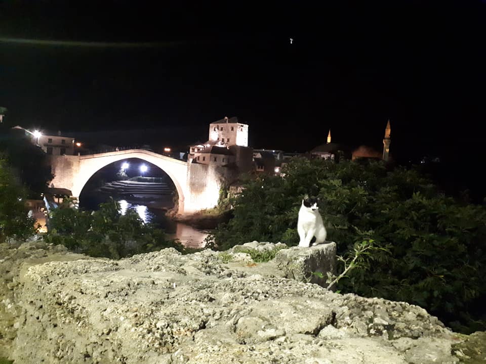 Chat devant Stari Most