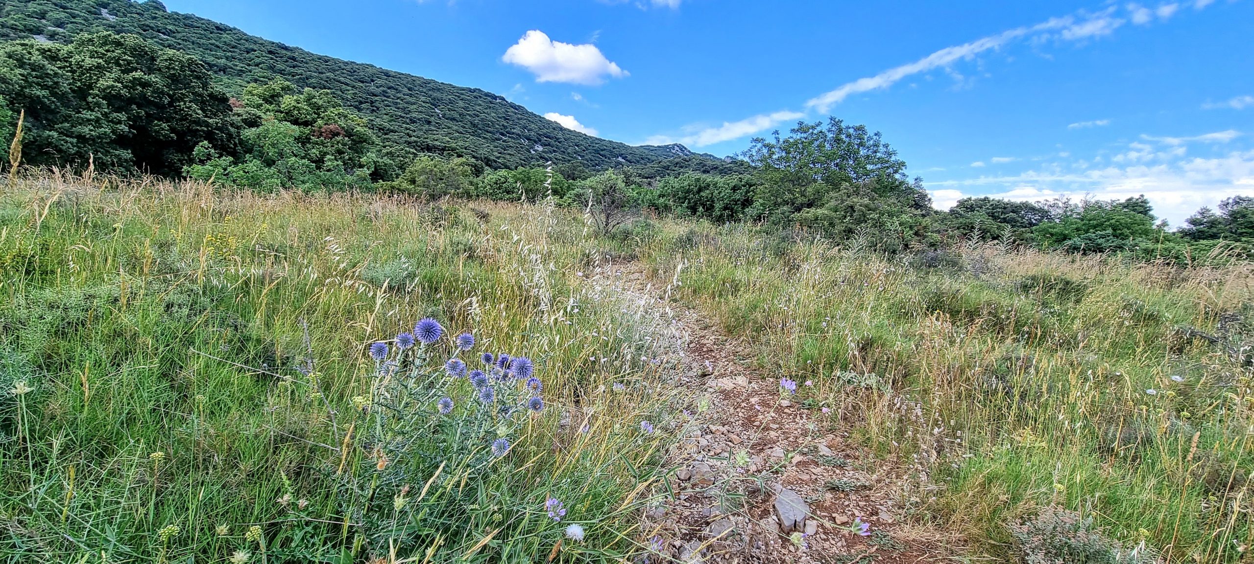Chardons bleus au Pic Saint-Loup