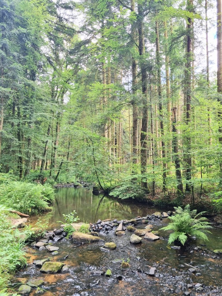 Forêt enchantée à Bains-les-Bains