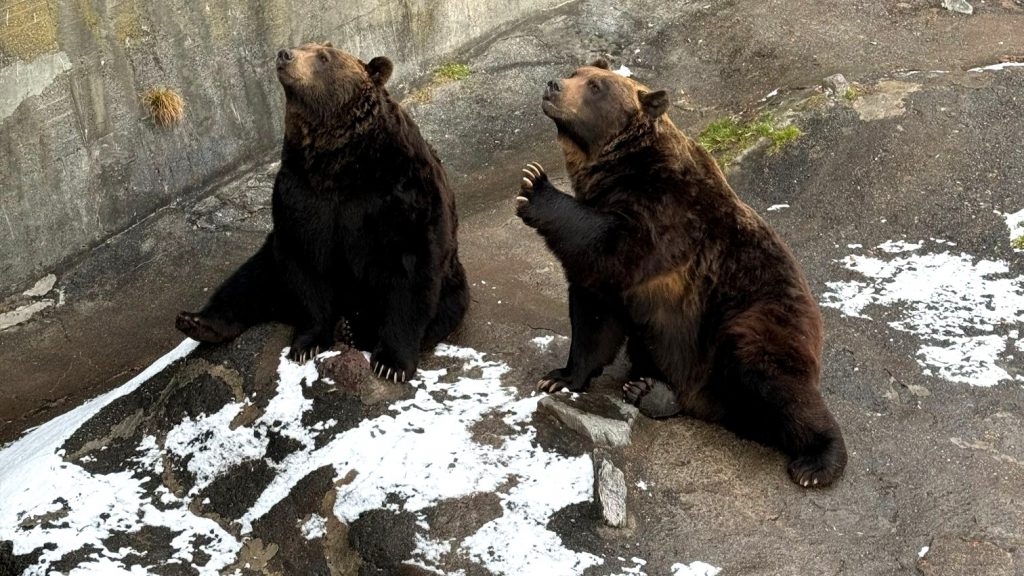 Parc ours Noboribetsu